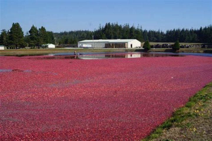 Where are cranberries grown in Washington state