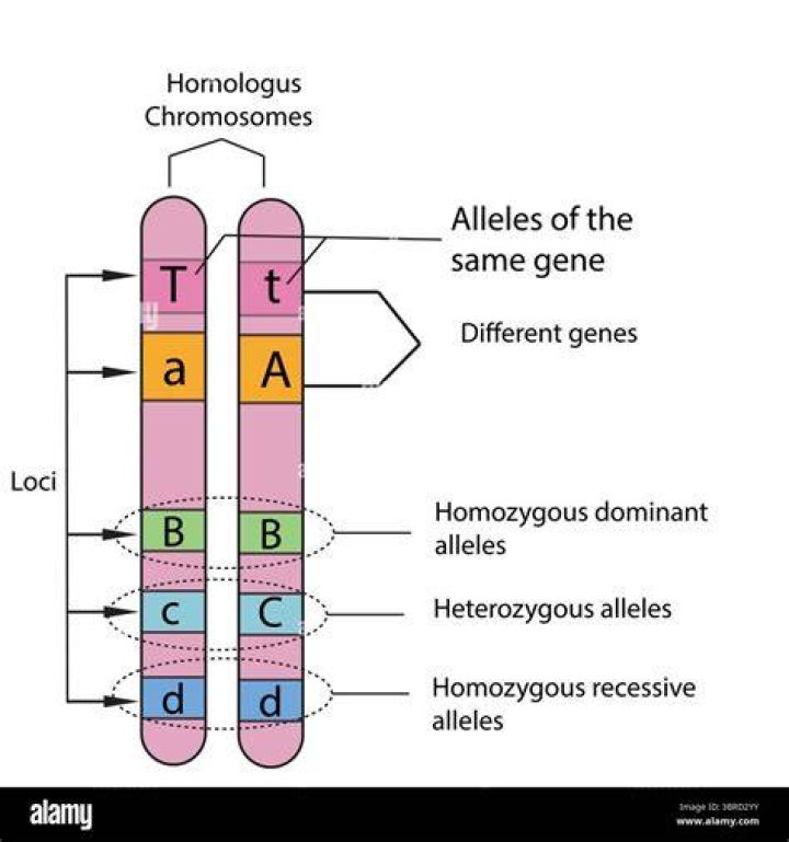 Where do most of your genes come from