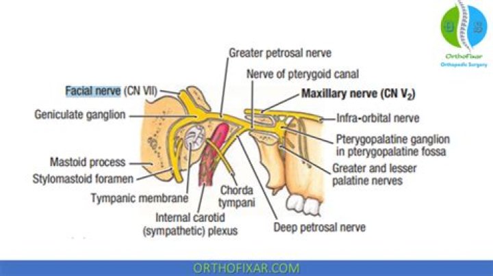 Where is the greater petrosal nerve