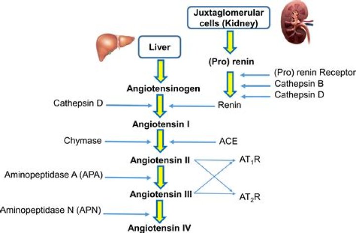 Which angiotensin receptor blocker is best