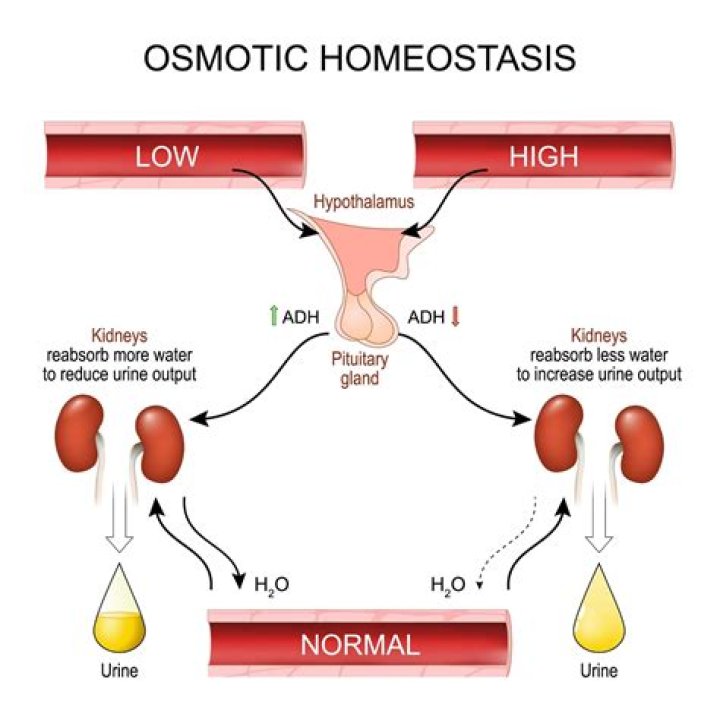 Which hormone most affects the osmolarity of blood