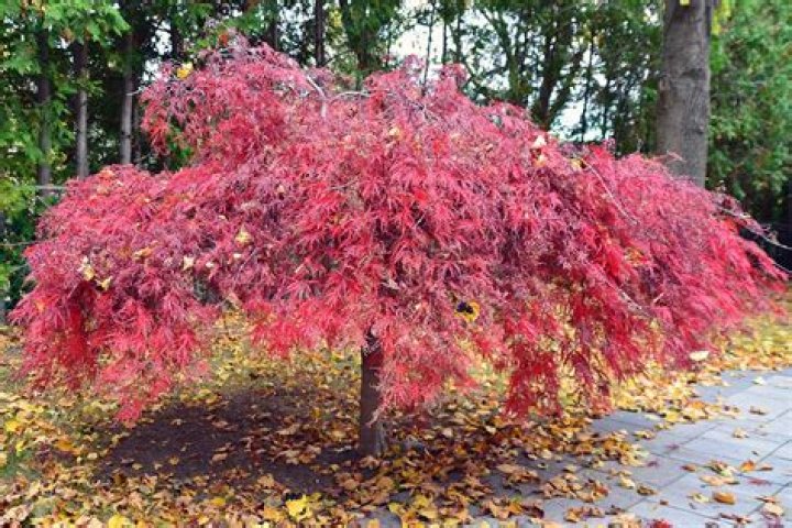 Why did my Japanese maple not drop its leaves