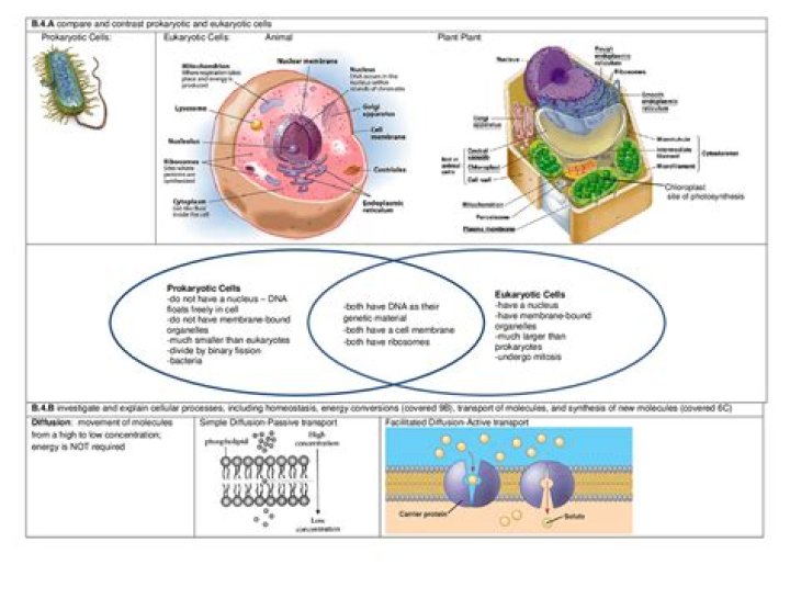 Why do eukaryotic cells have internal membranes