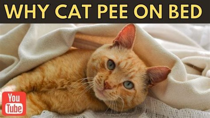Why does my male cat pee on my bed