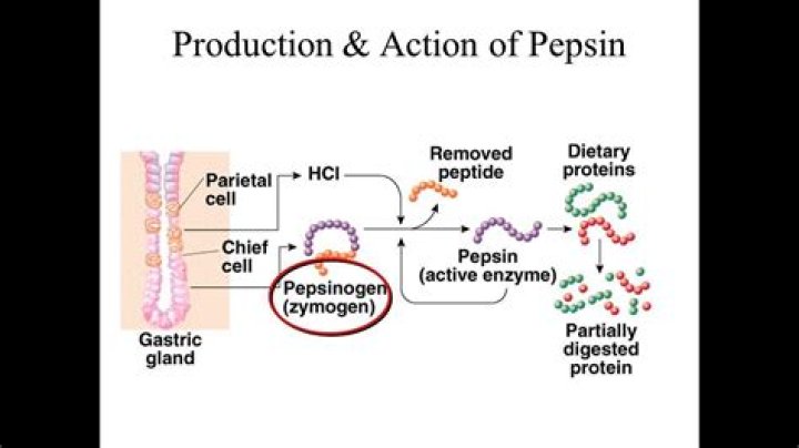 Why might a cell need to use the enzyme pepsin